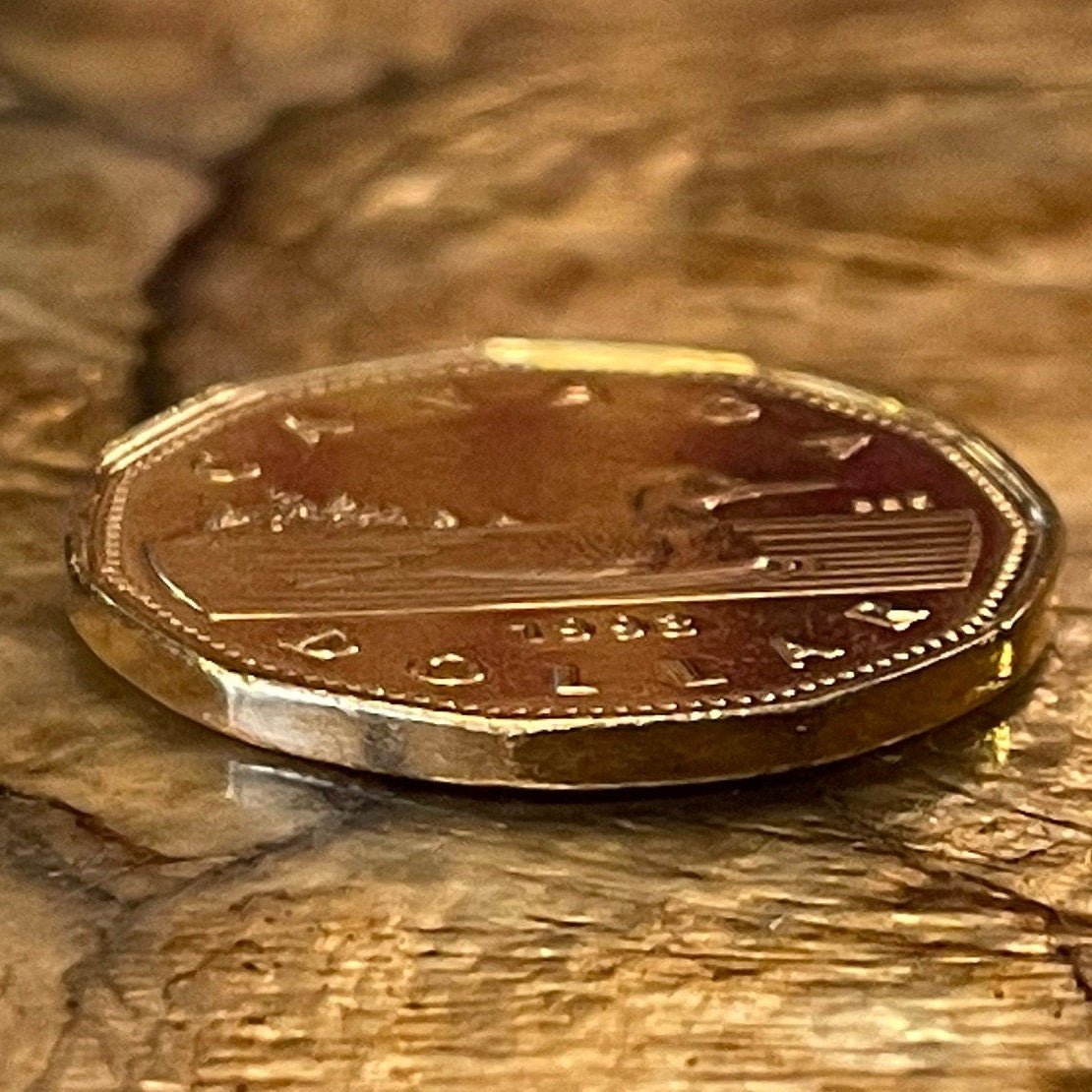 Loonie One Dollar Canada Authentic Coin Money for Jewelry and Craft Making (Canadian Loon) (Hendecagonal) (11-sided)
