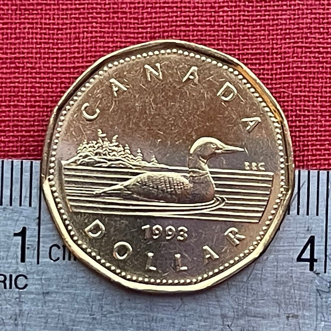 Loonie One Dollar Canada Authentic Coin Money for Jewelry and Craft Making (Canadian Loon) (Hendecagonal) (11-sided)