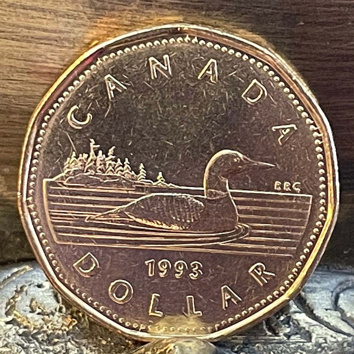 Loonie One Dollar Canada Authentic Coin Money for Jewelry and Craft Making (Canadian Loon) (Hendecagonal) (11-sided)