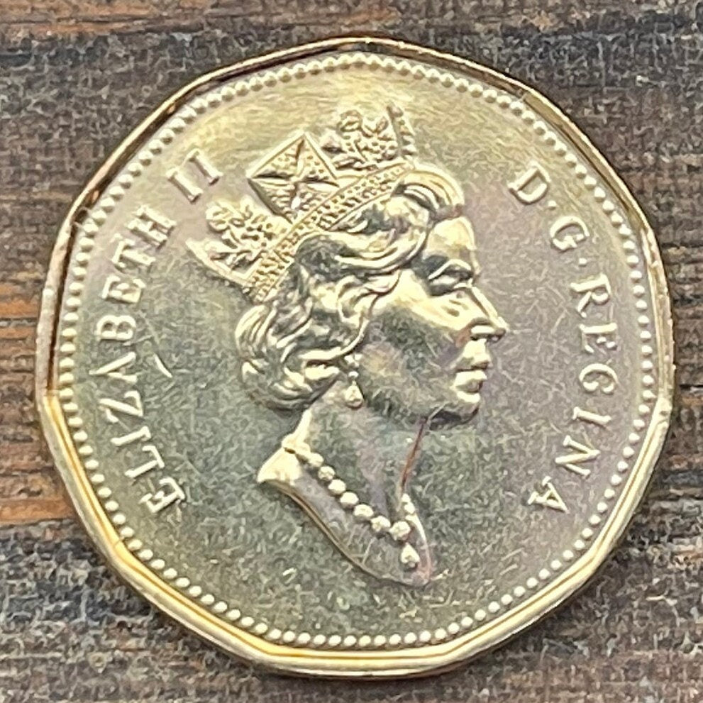 Loonie One Dollar Canada Authentic Coin Money for Jewelry and Craft Making (Canadian Loon) (Hendecagonal) (11-sided)