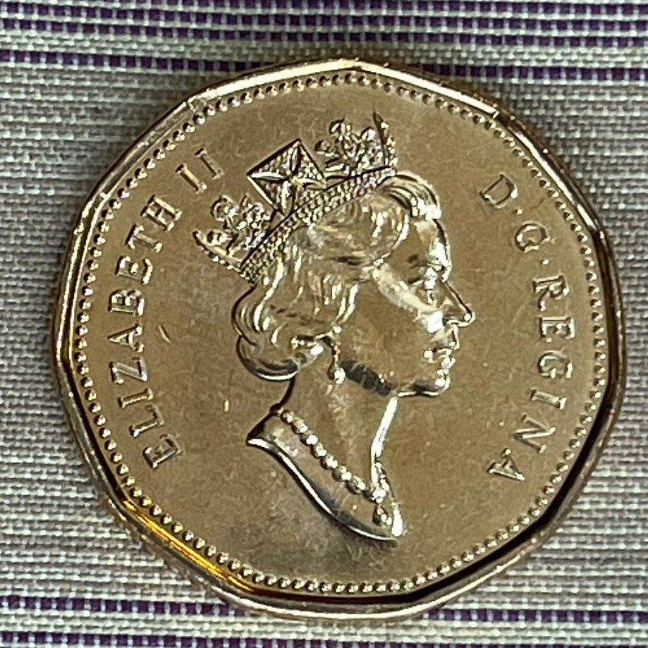 Loonie One Dollar Canada Authentic Coin Money for Jewelry and Craft Making (Canadian Loon) (Hendecagonal) (11-sided)