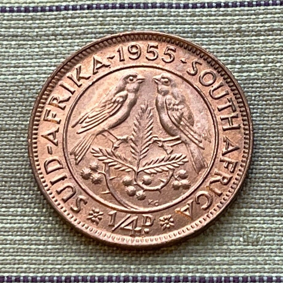 Cape Sparrows on Acacia Quarter-Penny South Africa Authentic Coin Money for Jewelry and Craft Making (1955) (Sweet Thorn) (Farthing)