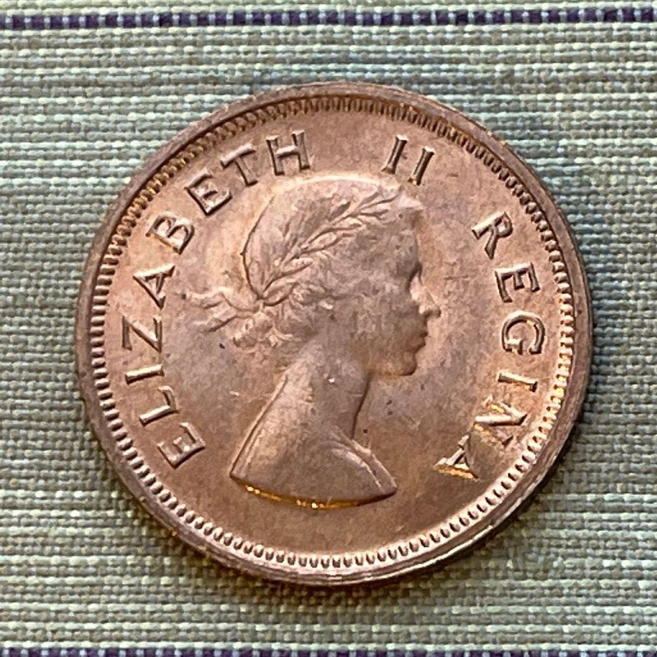 Cape Sparrows on Acacia Quarter-Penny South Africa Authentic Coin Money for Jewelry and Craft Making (1955) (Sweet Thorn) (Farthing)