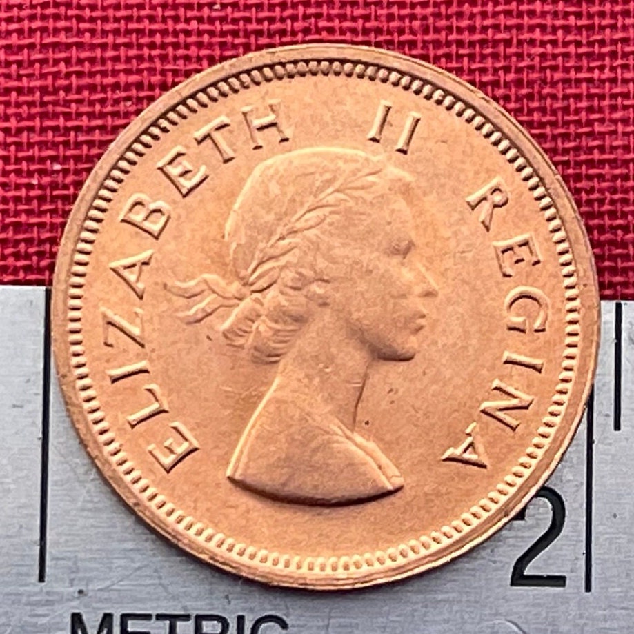 Cape Sparrows on Acacia Quarter-Penny South Africa Authentic Coin Money for Jewelry and Craft Making (1955) (Sweet Thorn) (Farthing)