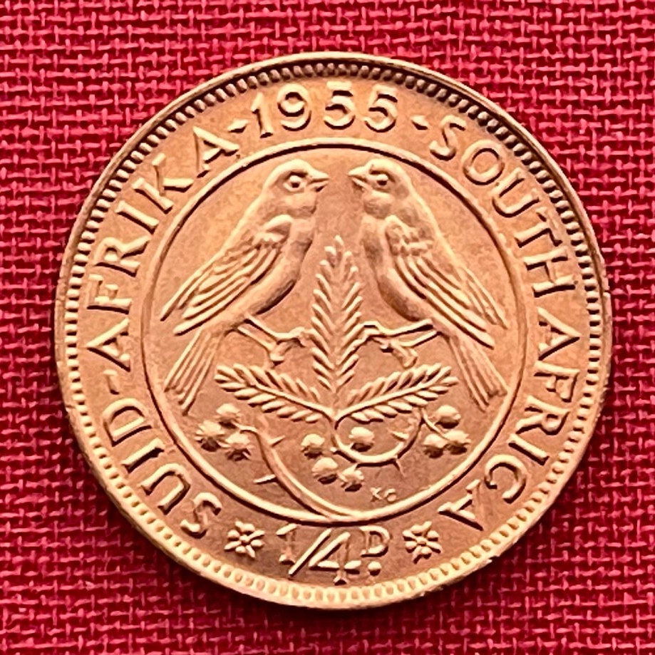 Cape Sparrows on Acacia Quarter-Penny South Africa Authentic Coin Money for Jewelry and Craft Making (1955) (Sweet Thorn) (Farthing)