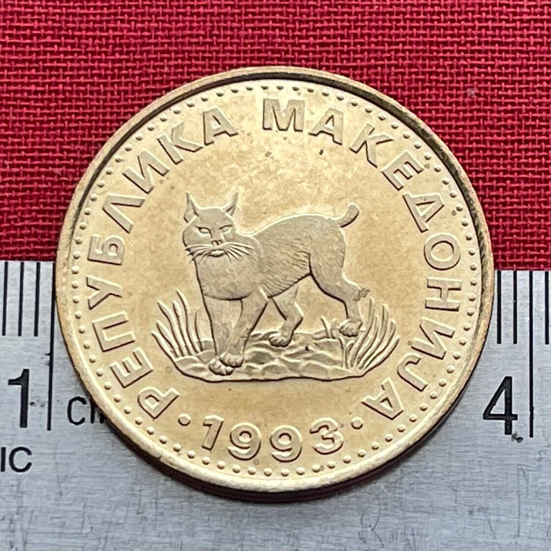 Balkan Lynx 5 Denari Macedonia Authentic Coin Money for Jewelry and Craft Making (Wild Cat)