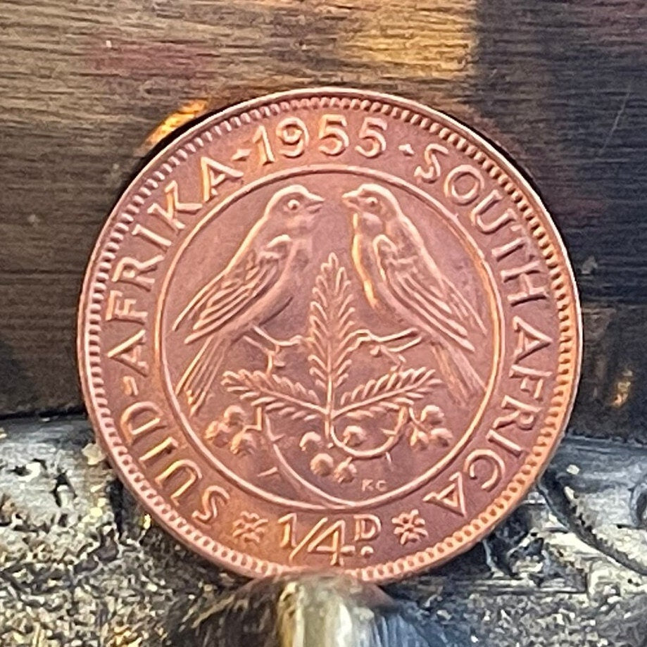 Cape Sparrows on Acacia Quarter-Penny South Africa Authentic Coin Money for Jewelry and Craft Making (1955) (Sweet Thorn) (Farthing)