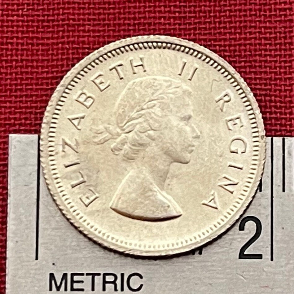Sugar Bush Silver Sixpence South Africa Authentic Coin Money for Jewelry and Craft Making (1960) (Protea)