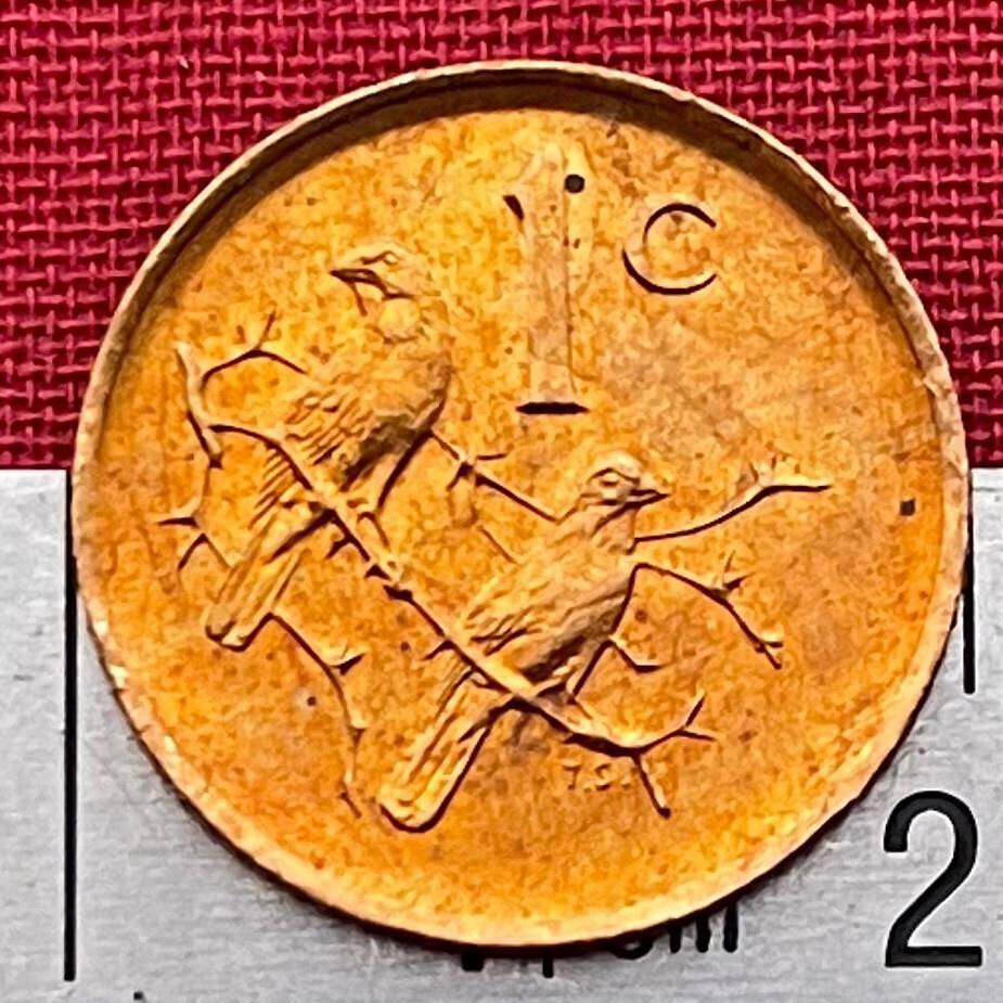 Cape Sparrows 1 Cent South Africa Authentic Coin Money for Jewelry and Craft Making