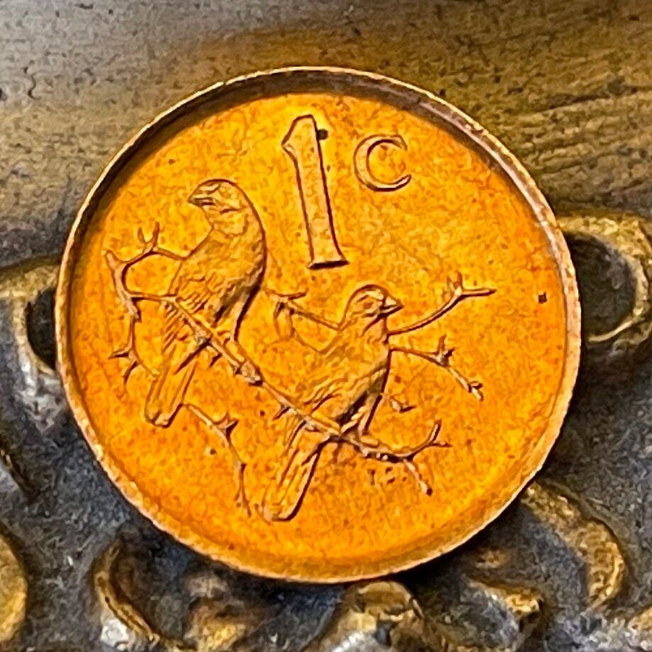 Cape Sparrows 1 Cent South Africa Authentic Coin Money for Jewelry and Craft Making