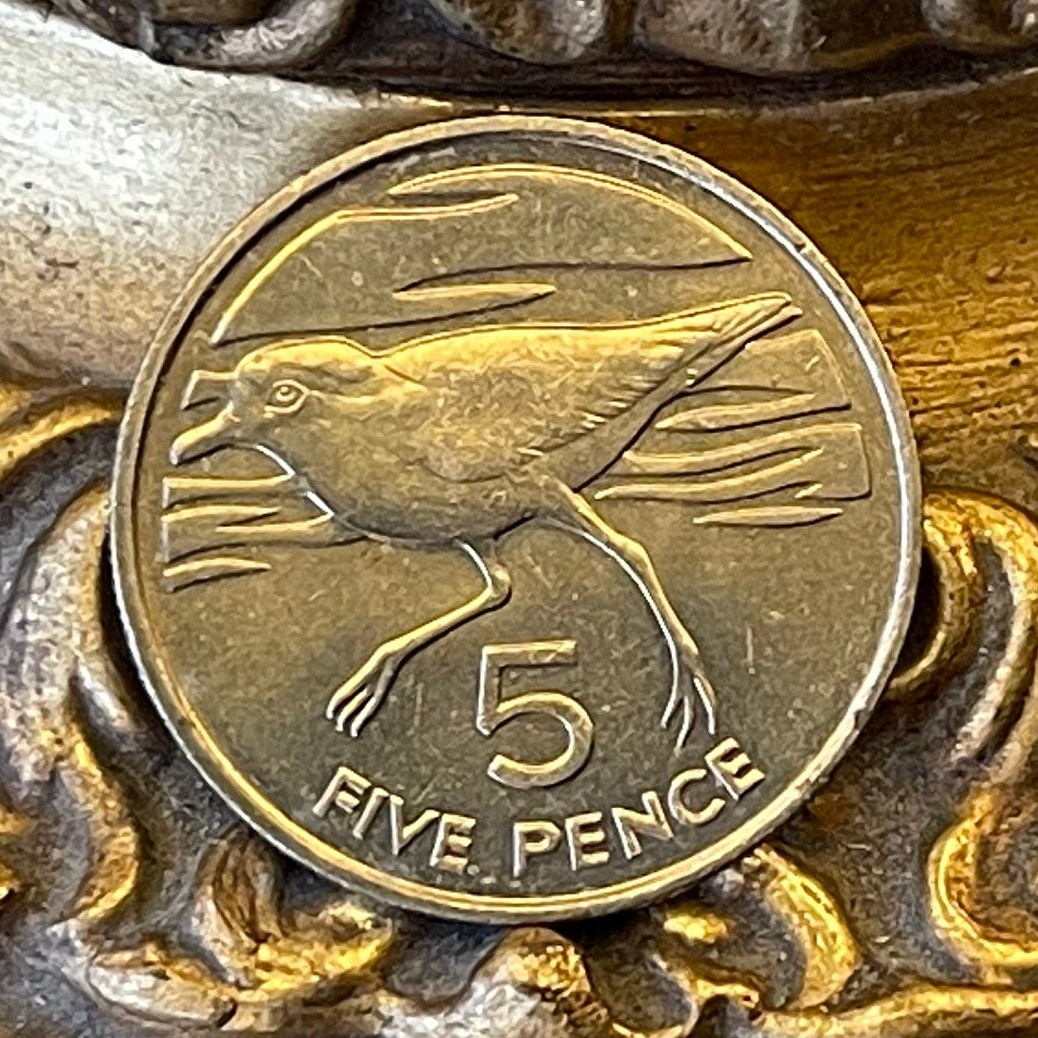 Wirebird 5 Pence Saint Helena Authentic Coin Money for Jewelry (Saint Helena Plover) (Ascension and Tristan da Cunha) 1984 (Napoleon Exile)