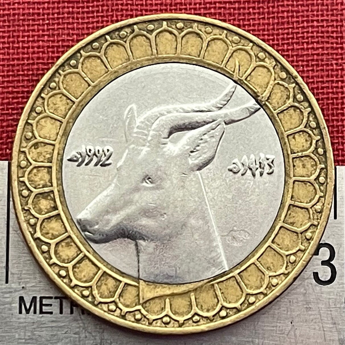 Dama Gazelle 50 Dinars Algeria Authentic Coin Money for Jewelry and Craft Making (Addra Gazelle) or (Mhorr gazelle) (Ménas) (Bimetallic) VF