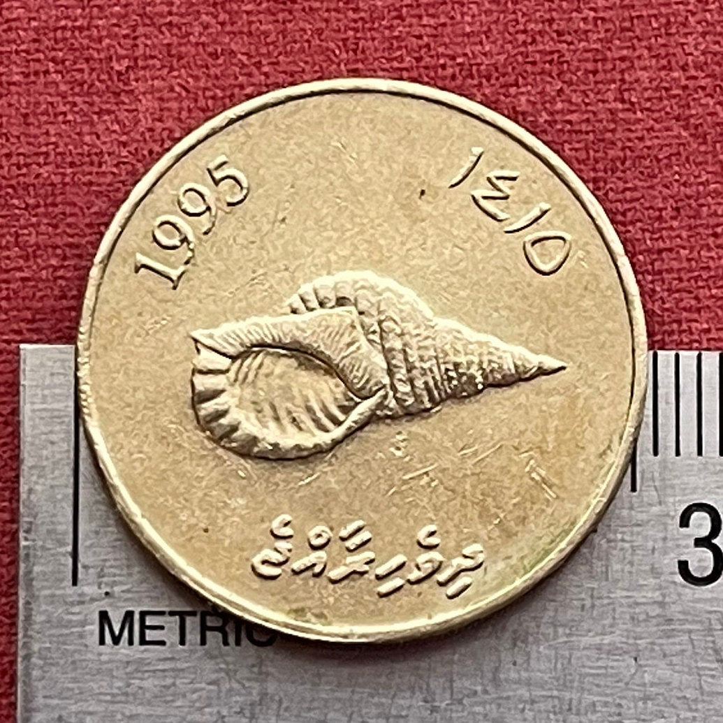 Giant Triton Shell & Reef Knot 2 Rufiyaa Maldives Authentic Coin Money for Jewelry and Craft Making