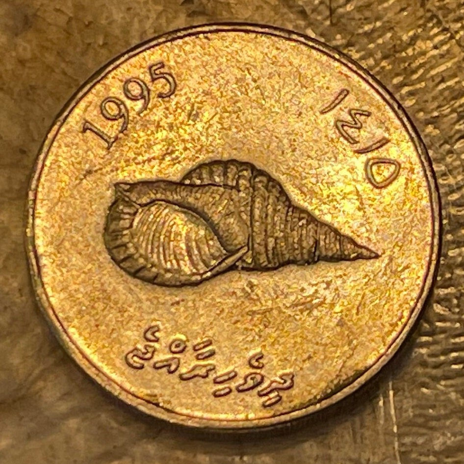 Giant Triton Shell & Reef Knot 2 Rufiyaa Maldives Authentic Coin Money for Jewelry and Craft Making