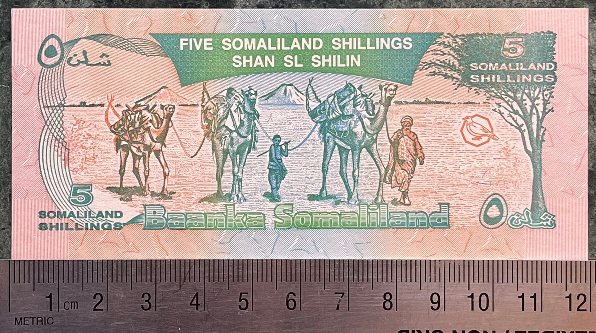 Nomad Camel Caravan, Kudu & Goodrika Supreme Court Building 5 Shillings Somaliland Authentic Banknote Money for Collage (Dromedary)