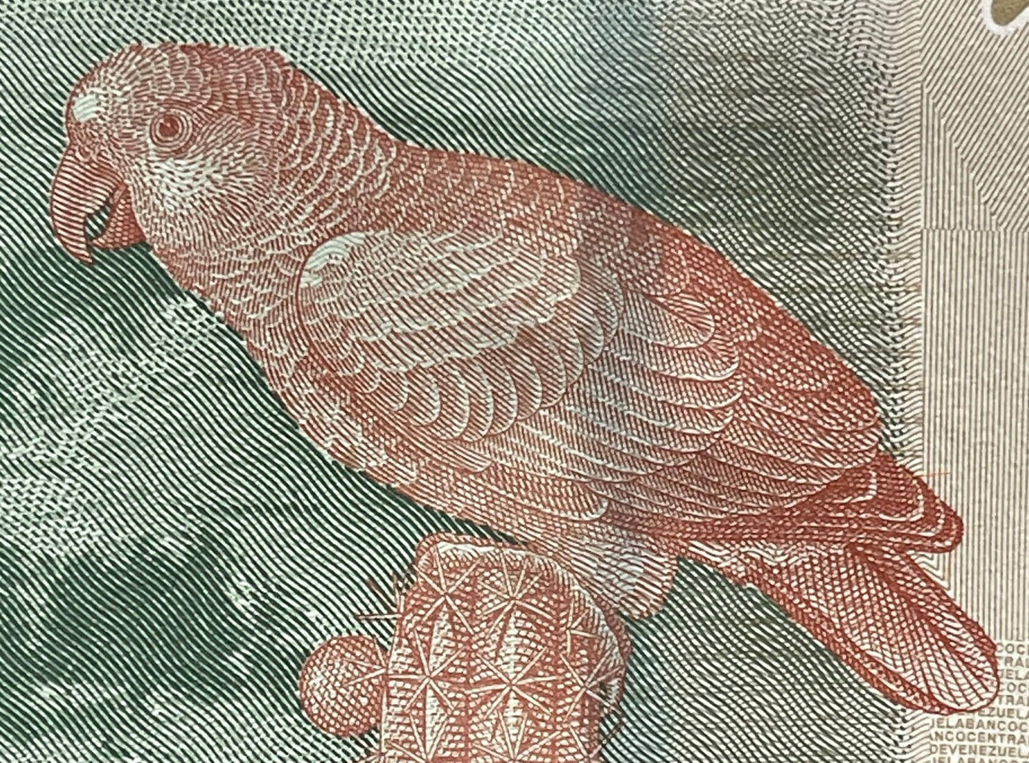 Doña Ignacia Josefa Camejo & Yellow-Crowned Parrot 2 Bolívares Venezuela Authentic Banknote Money for Collage (Revolutionary) (Lady Ardent)
