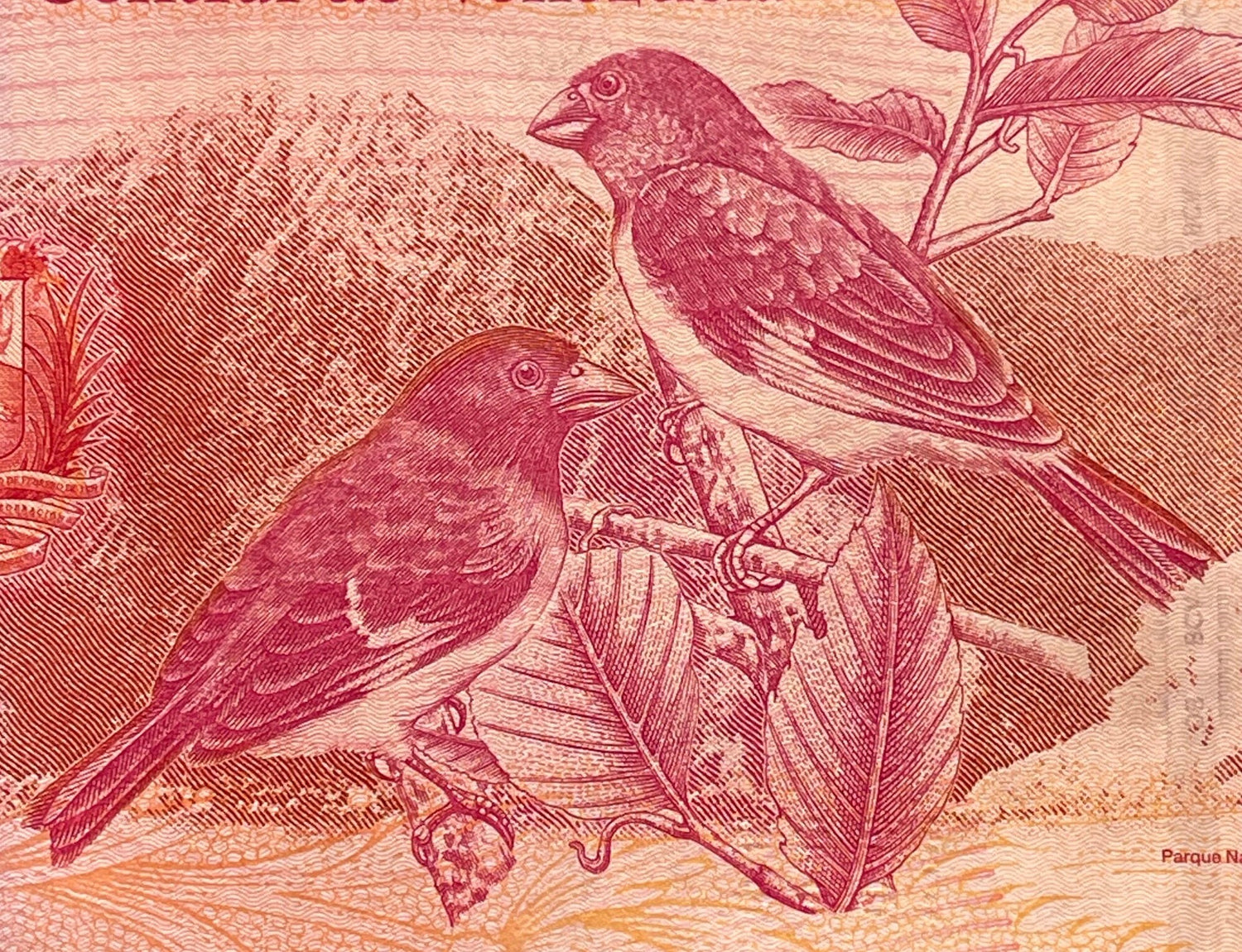 Liberator Simón Bolivar & Red Siskin Finches 20,000 Bolívares Venezuela Authentic Banknote Money for Collage (El Ávila National Park)