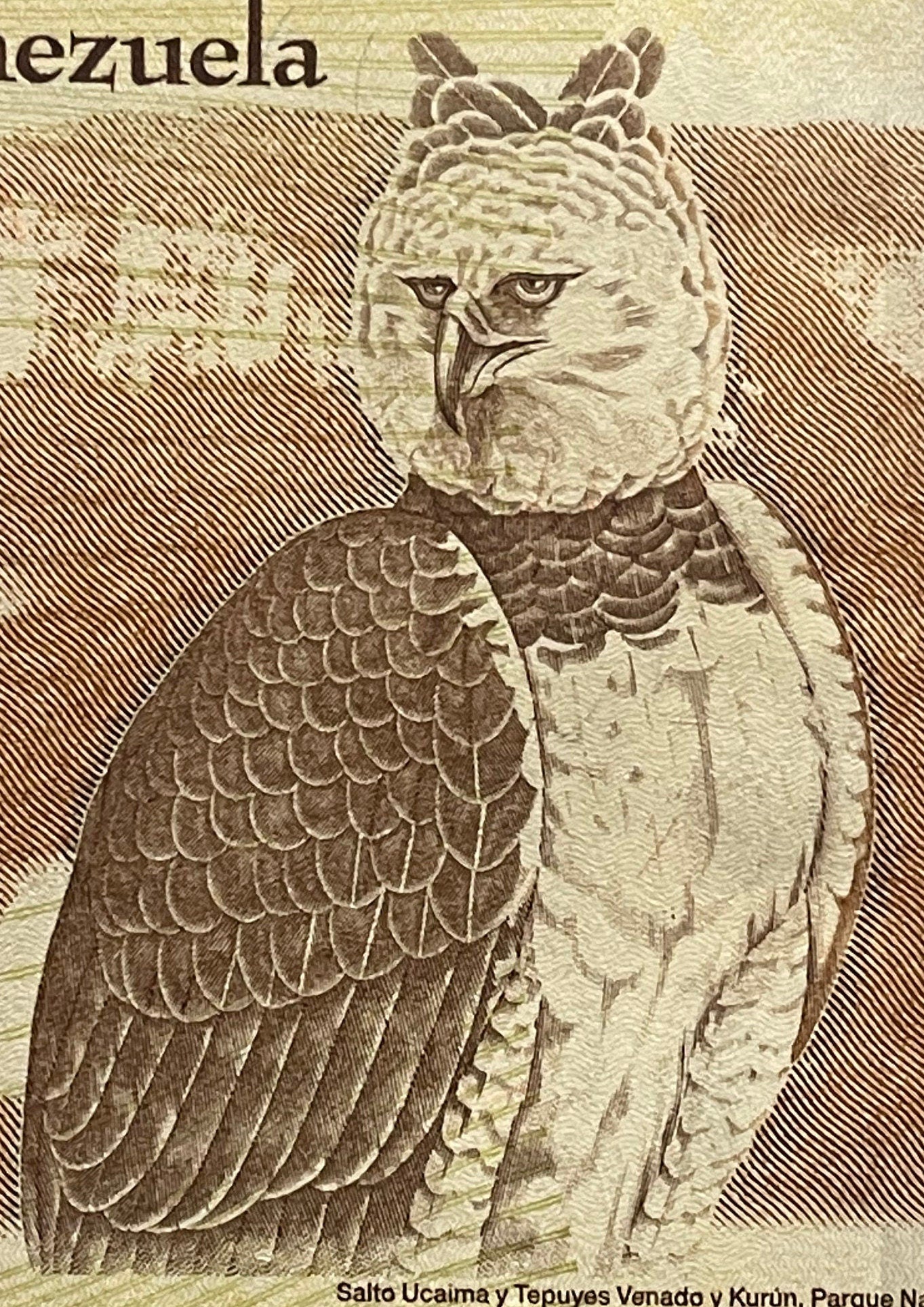 Harpy Eagle & Cacique Guaicaipuro 2000 Bolivares Venezuela Authentic Banknote for Jewelry and Collage (Tepuis) 2016 (Indigenous Resistance)