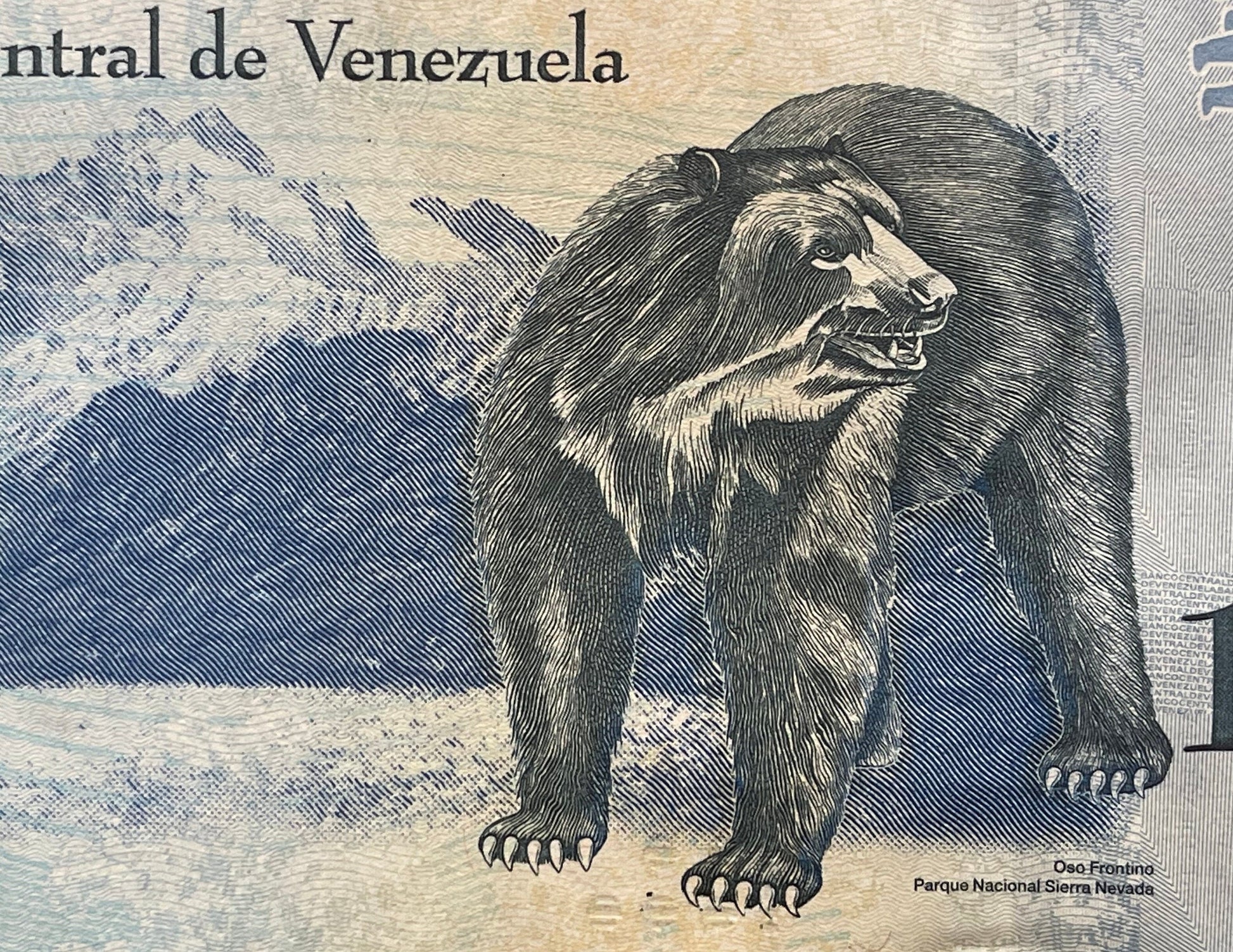Andean Spectacled Bear & Philosopher Simón Rodríguez 10,000 Bolívares Venezuela Authentic Banknote Money for Jewelry and Collage (Educator)