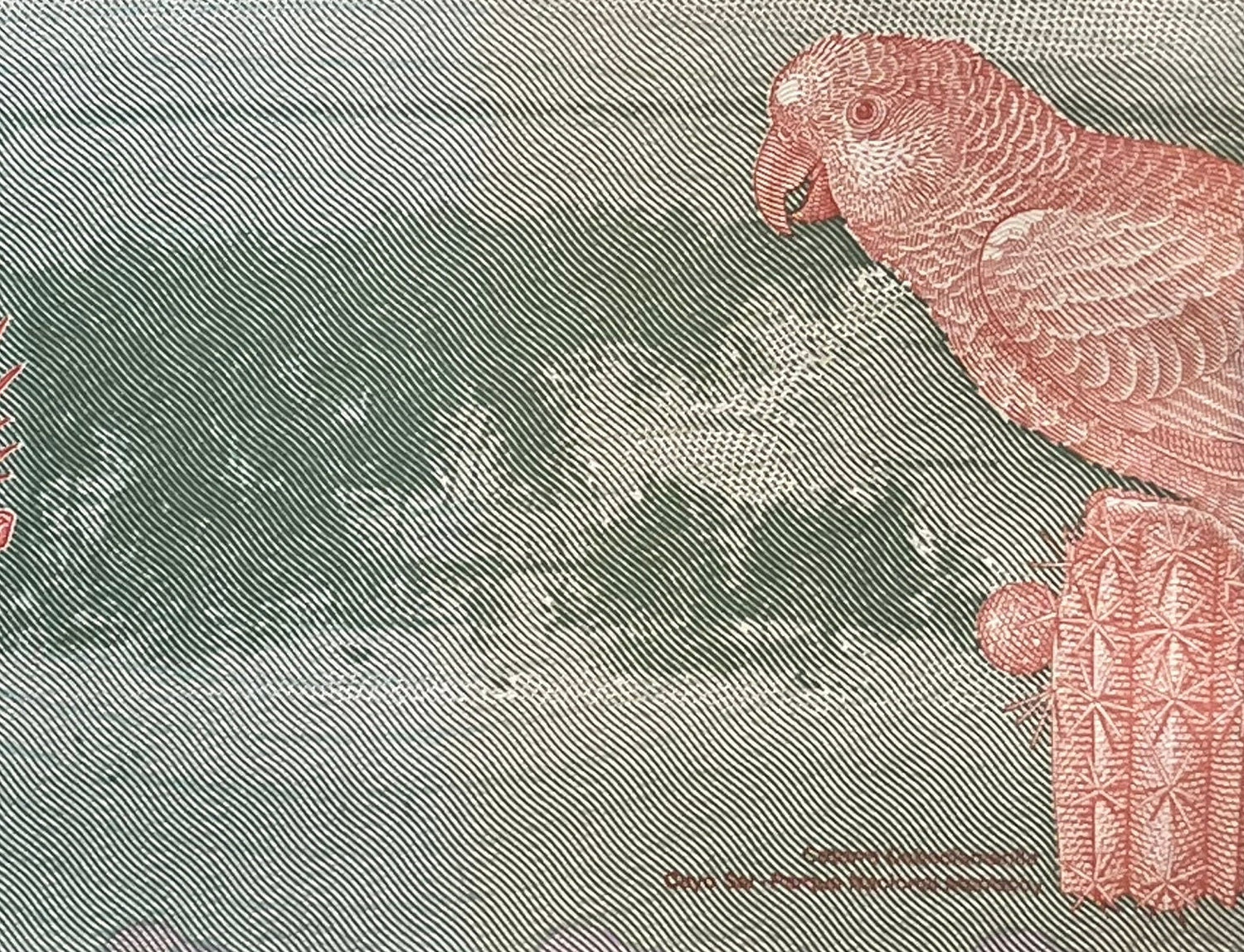 Doña Ignacia Josefa Camejo & Yellow-Crowned Parrot 2 Bolívares Venezuela Authentic Banknote Money for Collage (Revolutionary) (Lady Ardent)